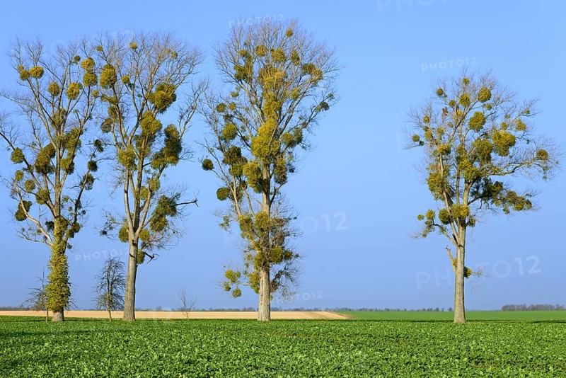 Poplar