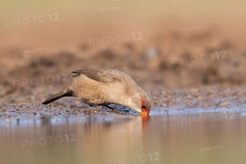 Common waxbill