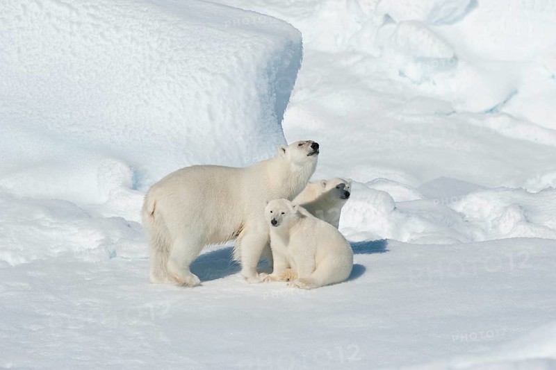 Polar bear