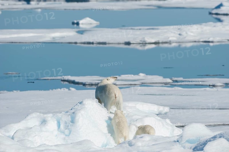Polar bear
