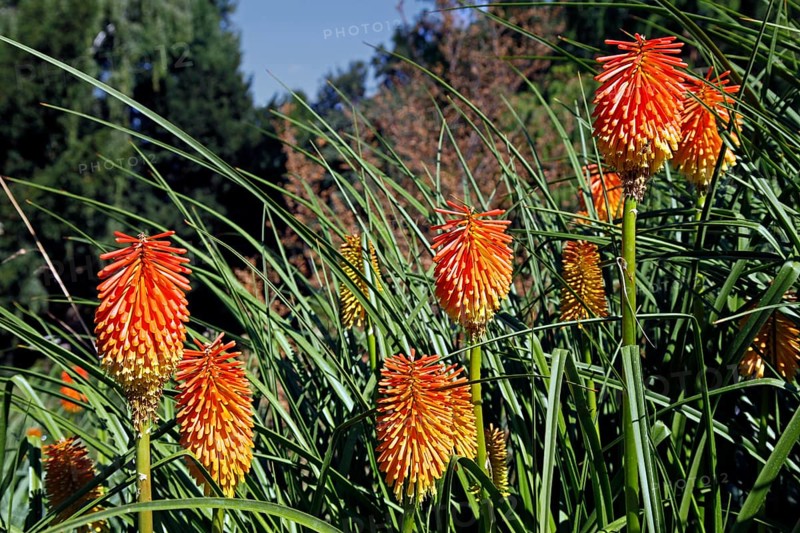 Rooper's torch lily