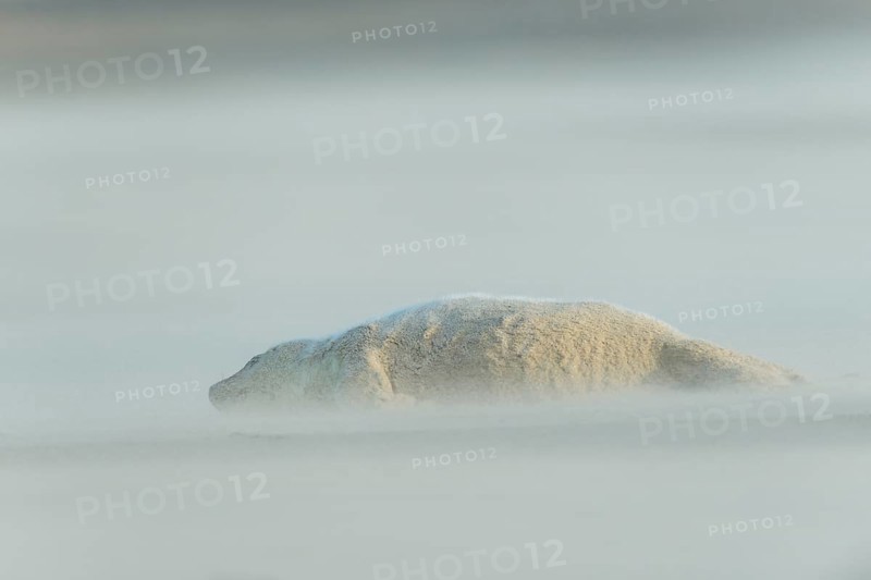 Grey Seal