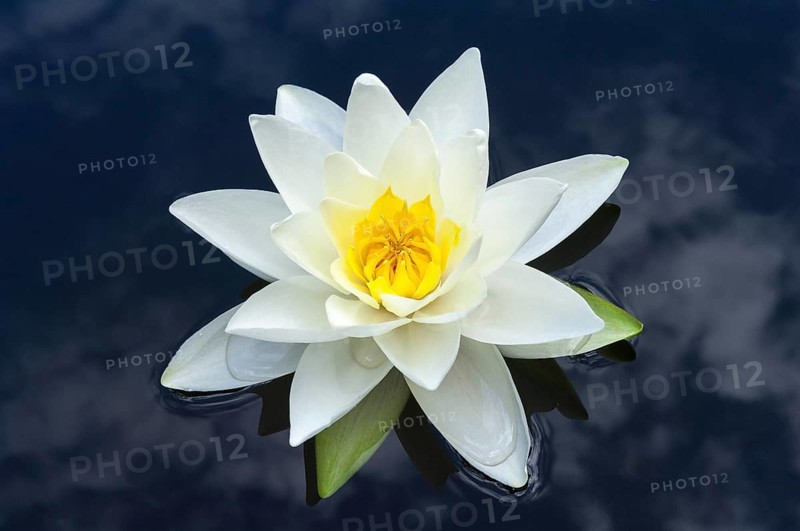 Flowering european white water lily