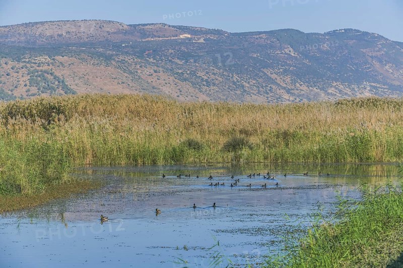 Marshes