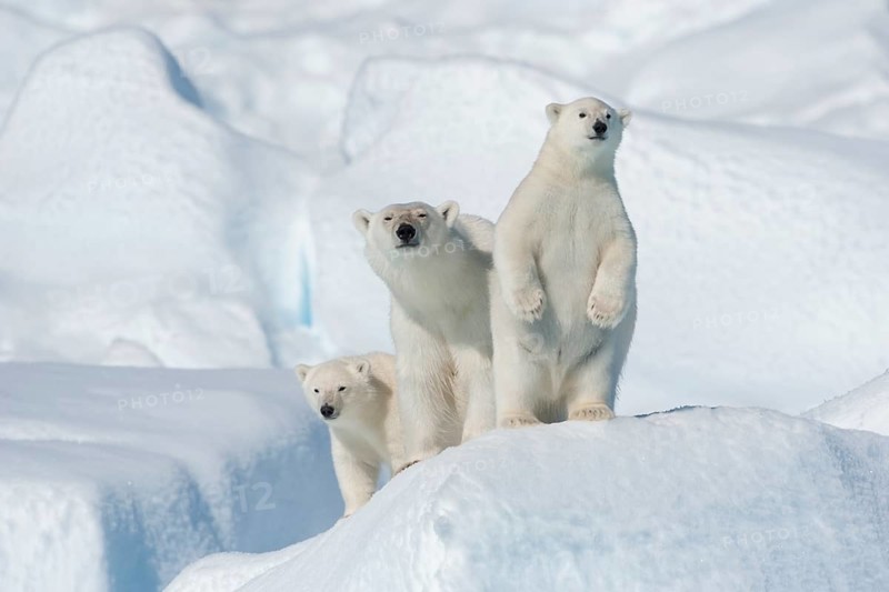 Polar bear