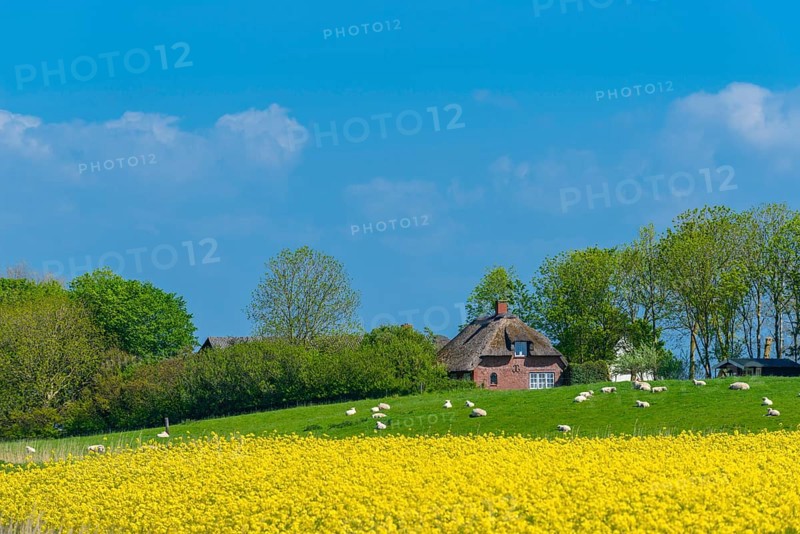 Reed house on a dwelling mound