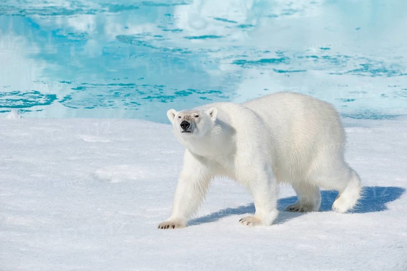Polar bear