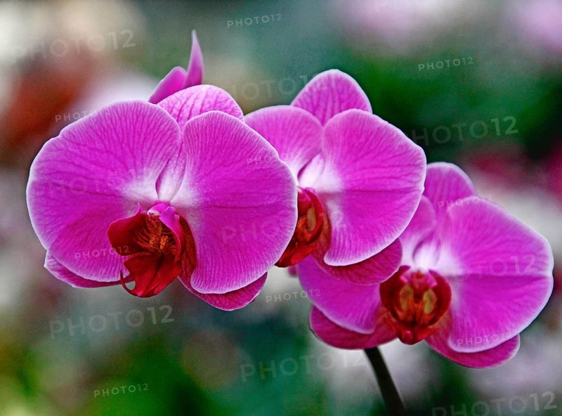 Phalaenopsis