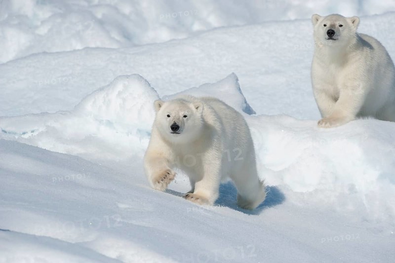 Polar bear