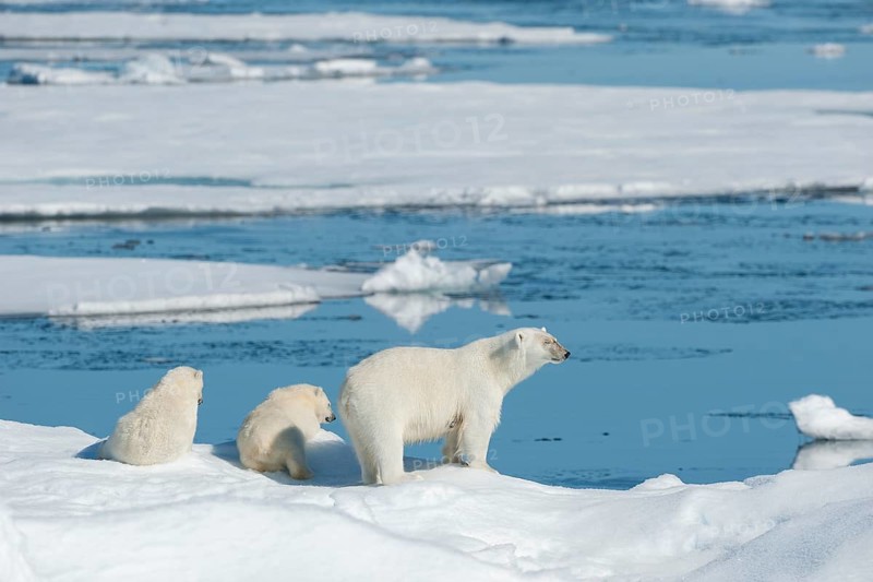 Polar bear