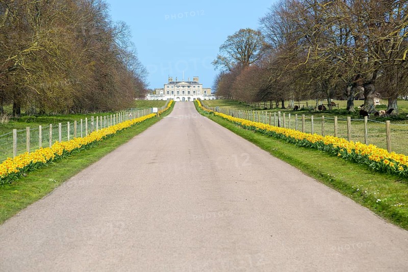 Daffodils line driveway to Ipswich Girls School