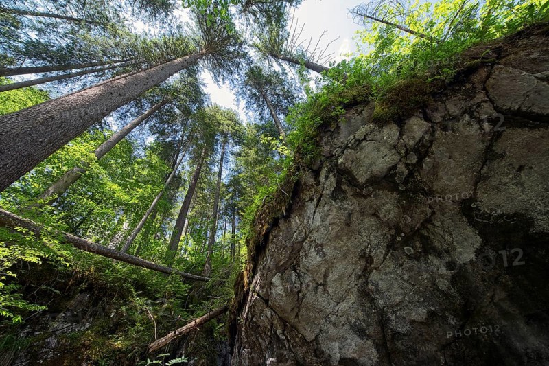 Magic forest near Ramsau