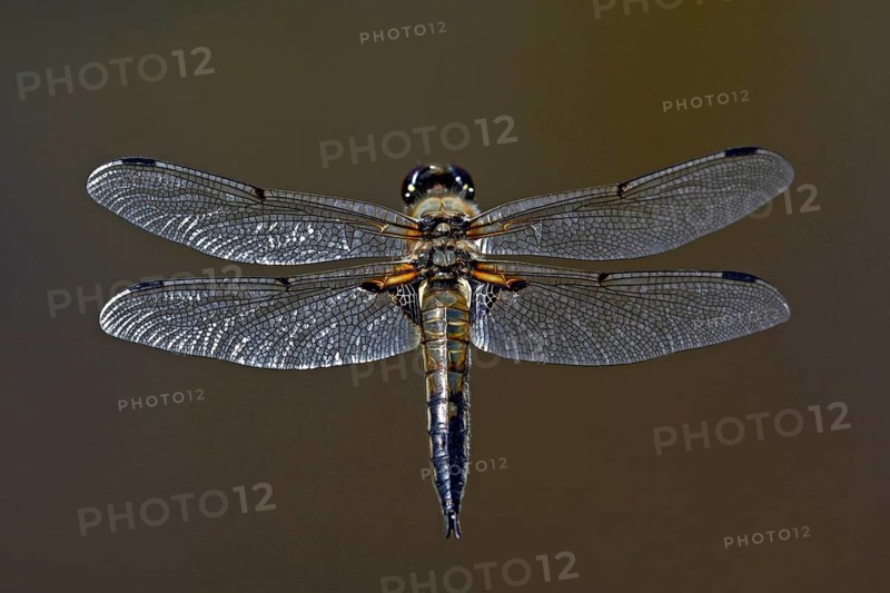 Four-spotted dragonfly