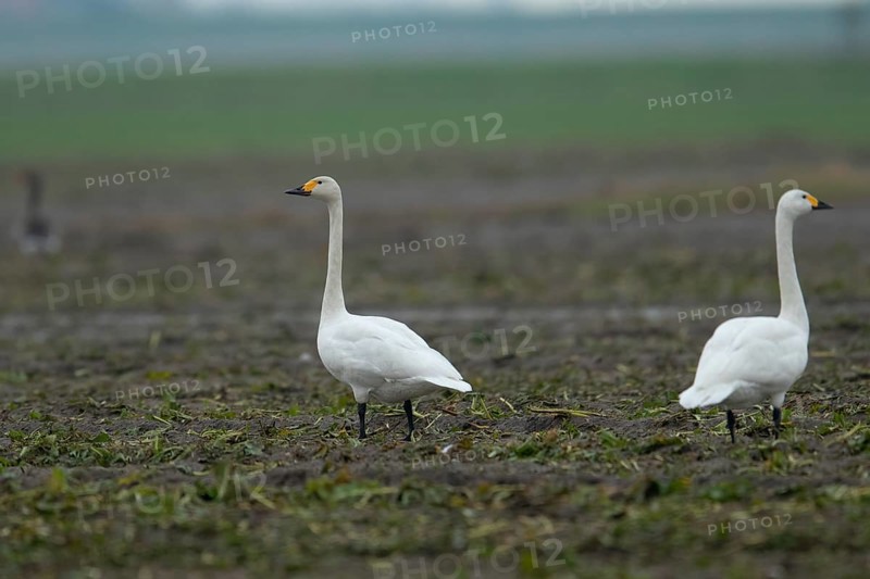 Tundra swan