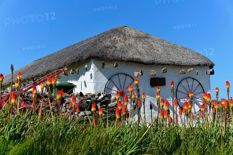 Kniphofias