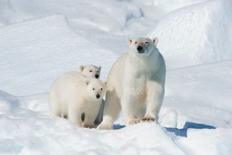 Polar bear