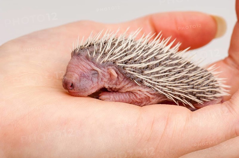 European european hedgehog