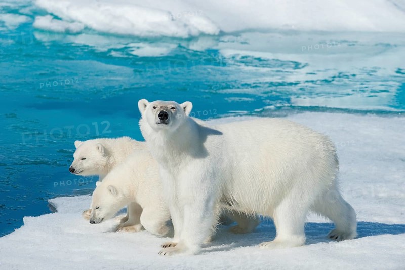 Polar bear