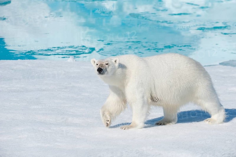 Polar bear