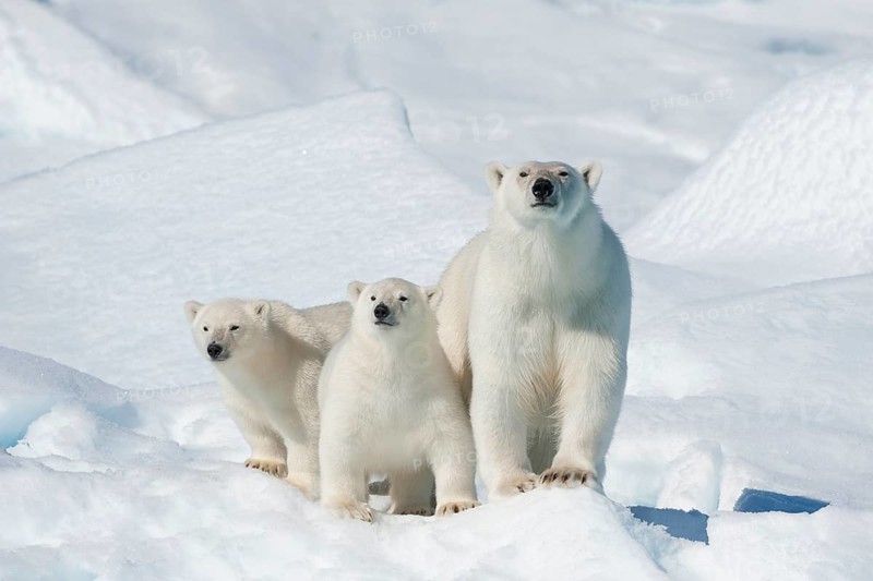 Polar bear