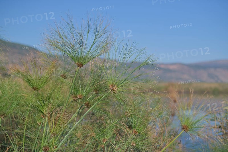 Papyrus sedge