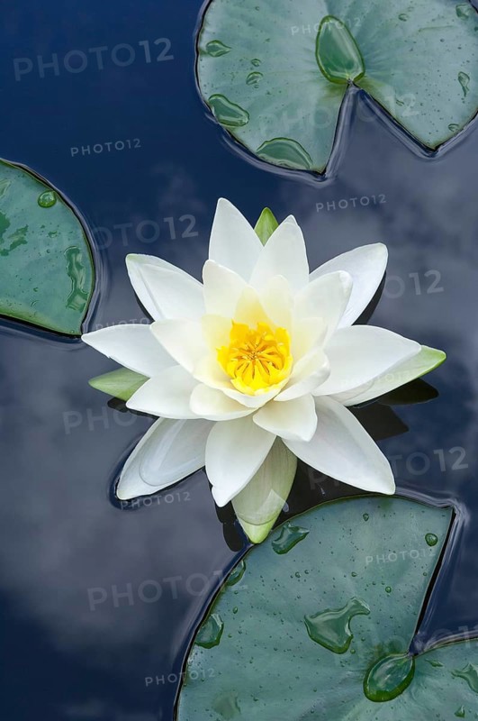 Flowering european white water lily