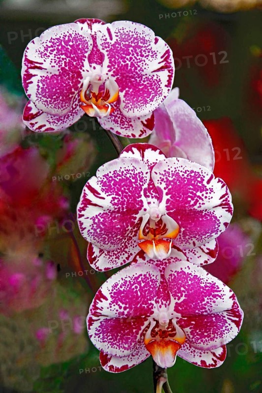 Phalaenopsis