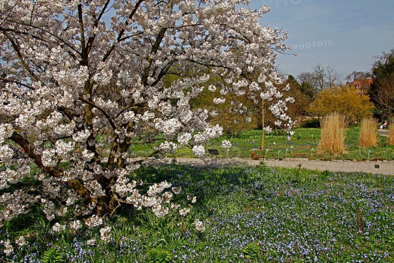Tree blossom