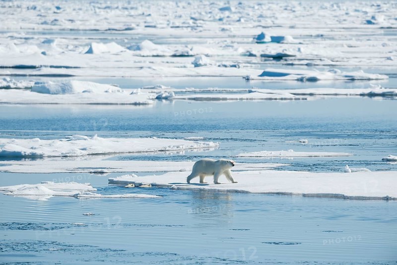 Polar bear