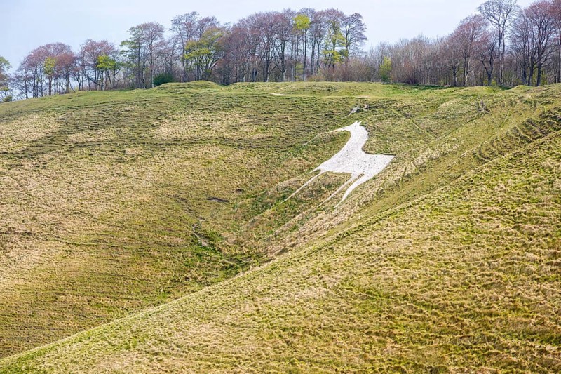 Chalk scarp slope with white horse figure