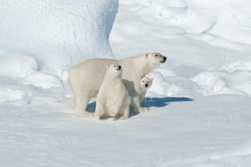 Polar bear