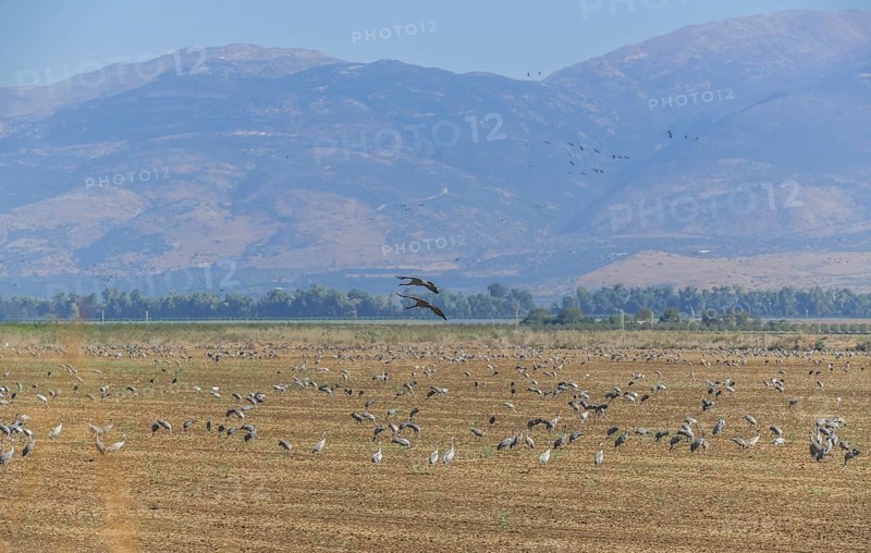 Cranes