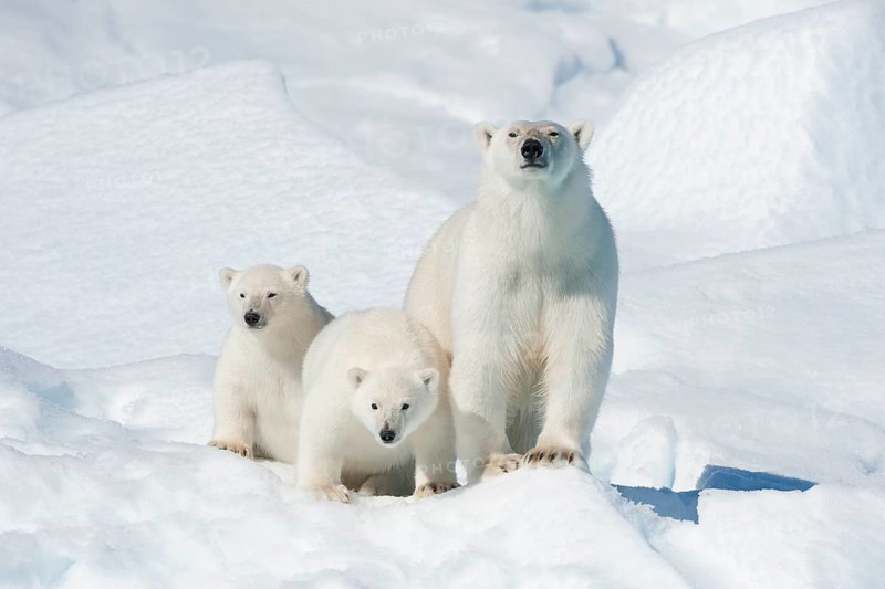 Polar bear