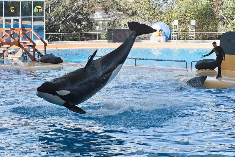 Killer whale