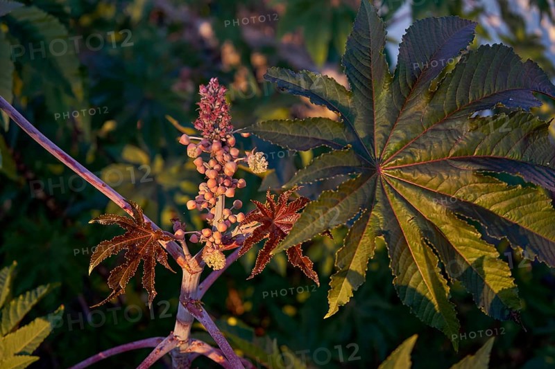 Castor bean
