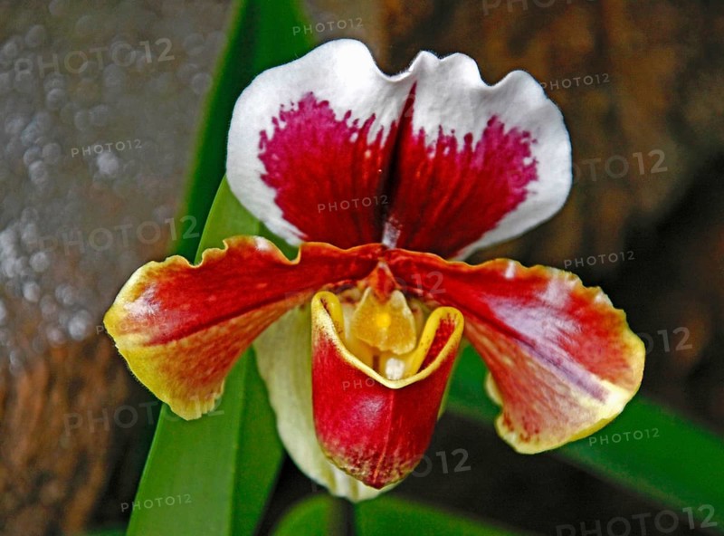 Venus slipper