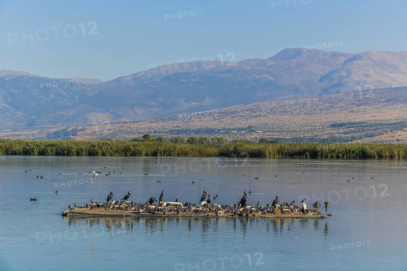 Cormorants