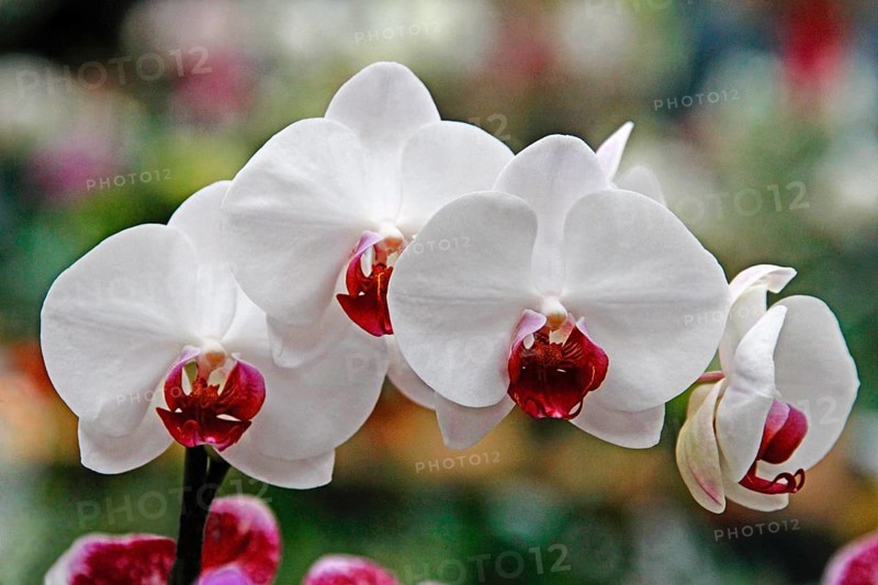 Phalaenopsis