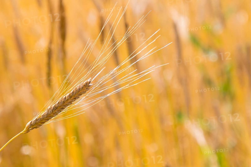 Ear of barley