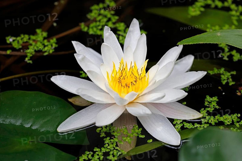 Water lily blossom