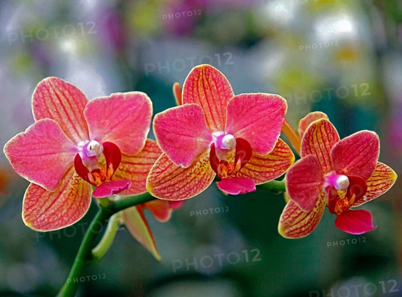 Phalaenopsis