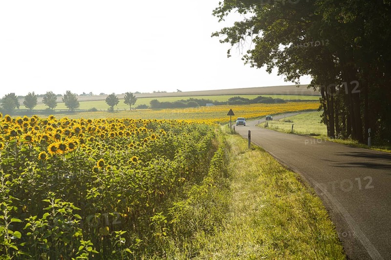 Small country road with sunflower field in the morning mist