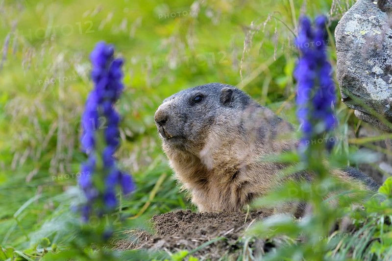 Alpine Marmot