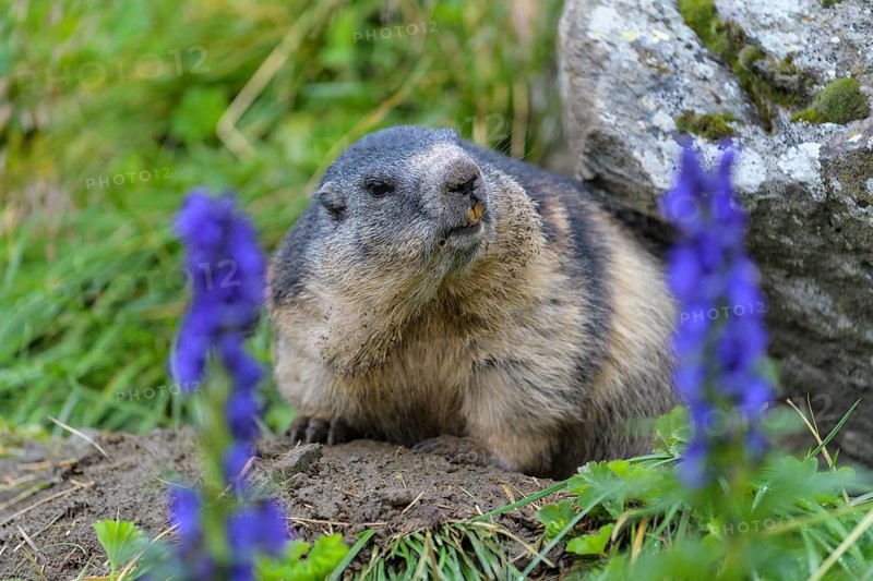 Alpine Marmot