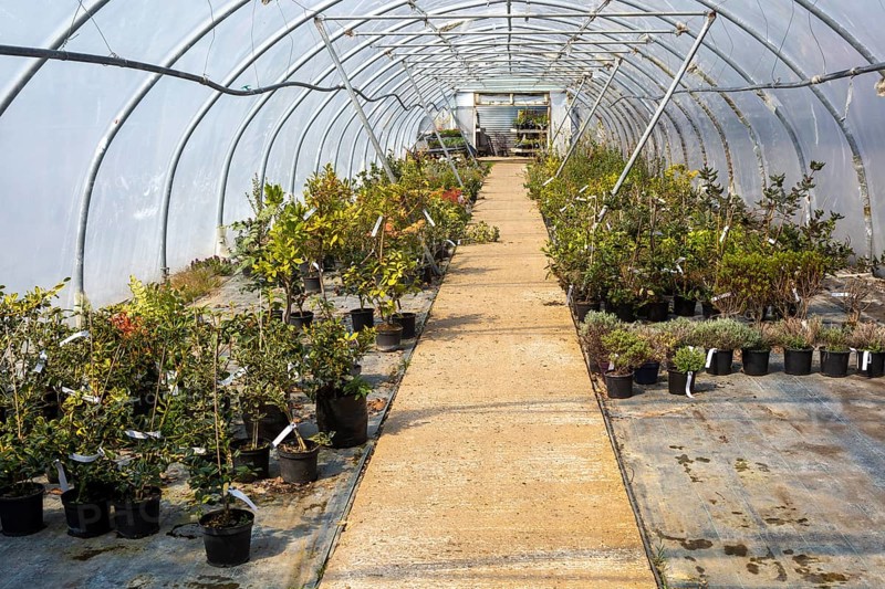 Potted shrubs growing inside poly-tunnel garden centre greenhouse