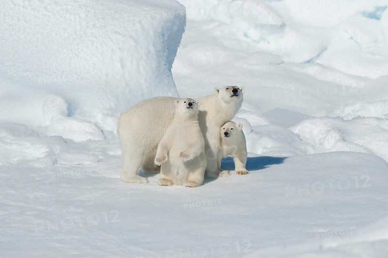 Polar bear