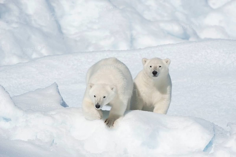 Polar bear