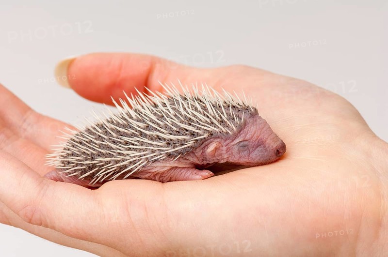 European european hedgehog