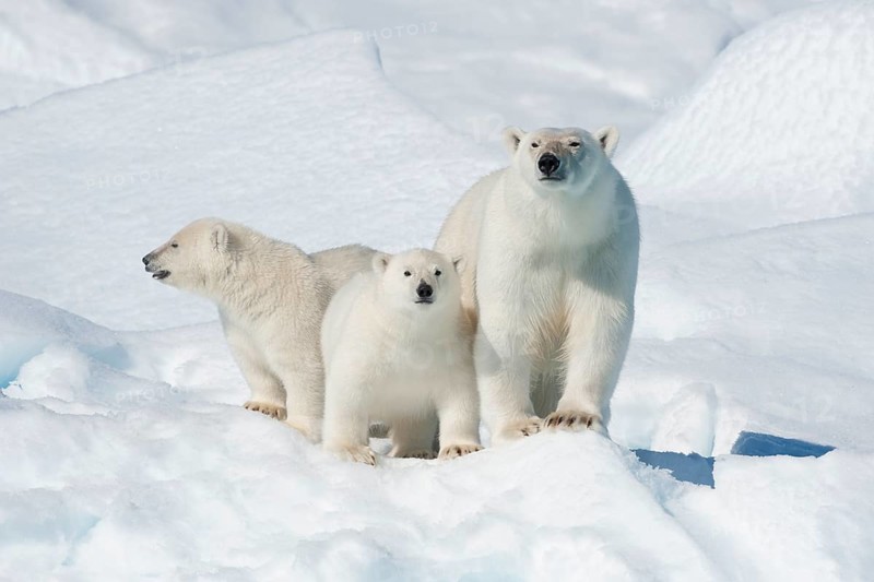 Polar bear