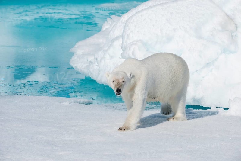 Polar bear